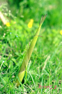 2008.05.05-031.jpg