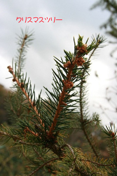 2008.11.23-121.jpg
