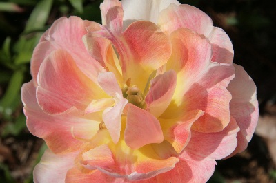 2009.04.19 020.jpg