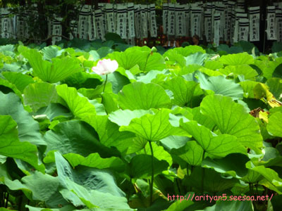 2009.08.08-017.jpg
