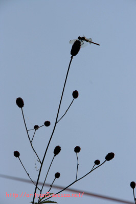 2009.09.21-219.jpg