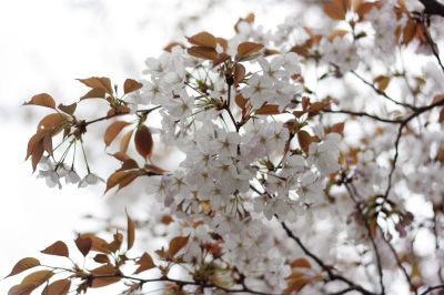 2011.04.10-020.jpg