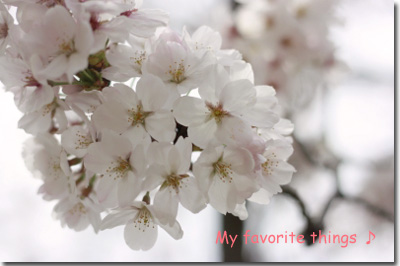 2011.04.10-020.jpg