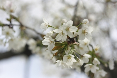 2011.04.10 024.jpg