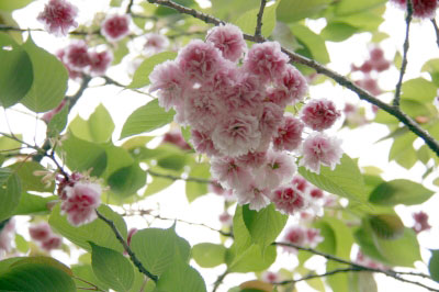 2011.05.05-016.jpg