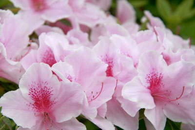 2011.05.05-071.jpg