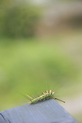 2011.08-Yatsugatake-048.jpg