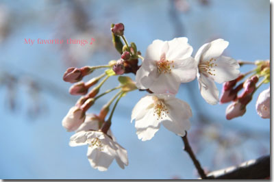 2012.04.08-057.jpg