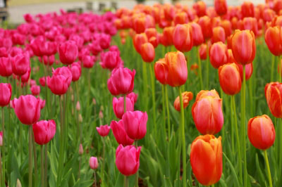 2012.04.28-095.jpg