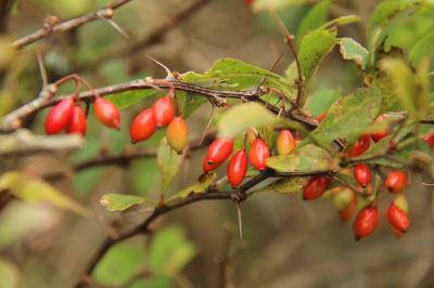 2012.10.06-090.jpg