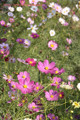 変換-〜-2009.10.23-056.jpg